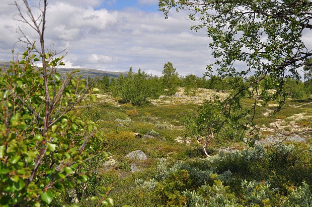 dovrefjell