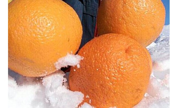 Apfelsine im Schnee
