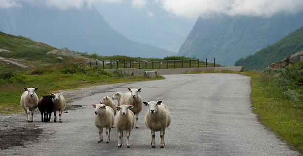 Schafe auf dem Weg Copyright Reinhard Pantke