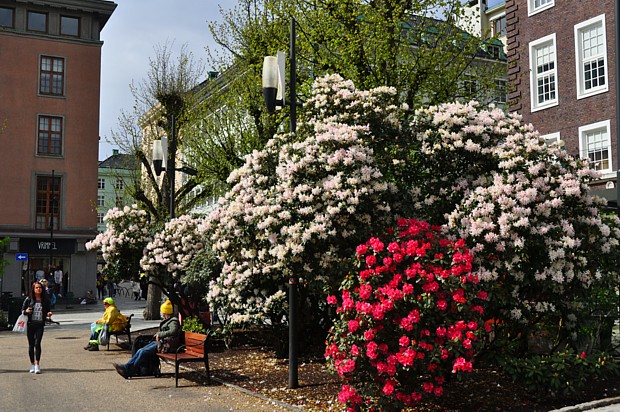 Rhododendron-Pracht in Bergen