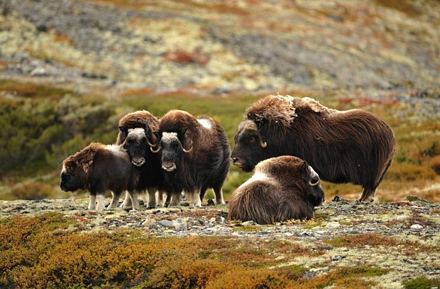 moschusochse safari norwegen