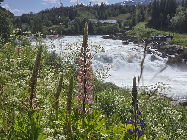 Laksforsen Wasserfall Blumen Natur
