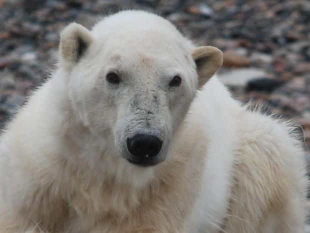 Eisbär auf Spitzbergen Copyright Ellinor Rafaelsen