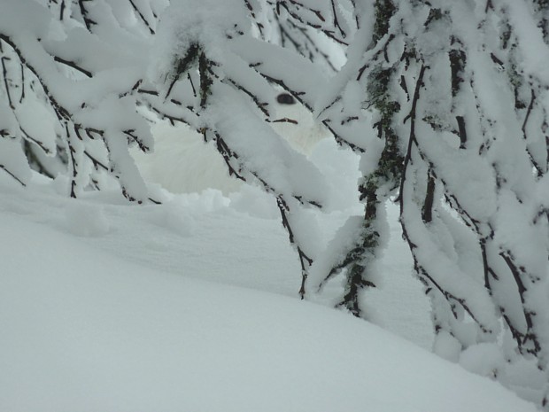 Schneehase Winter Skeikampen