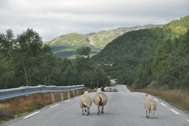 schafe-auf-der-strasse