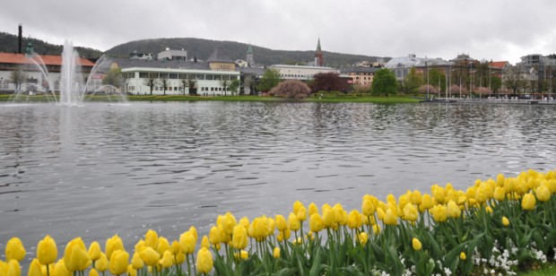 Frühling in Bergen Tulpen Blüten