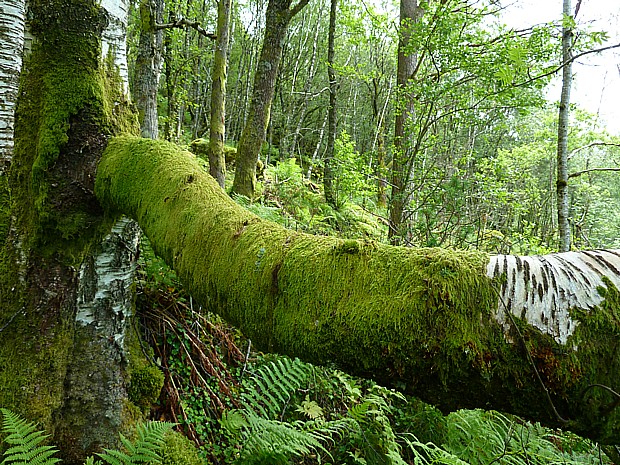 Tysnes Wald Birke