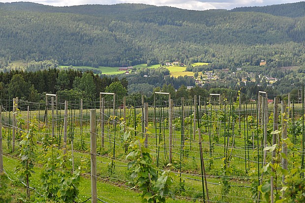 Weinberg in Norwegen