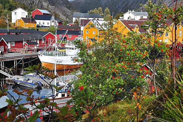 Herbst Nusfjord Lofoten Fruechte