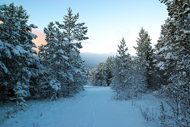 13 Winter Schnee Wald Kiefern