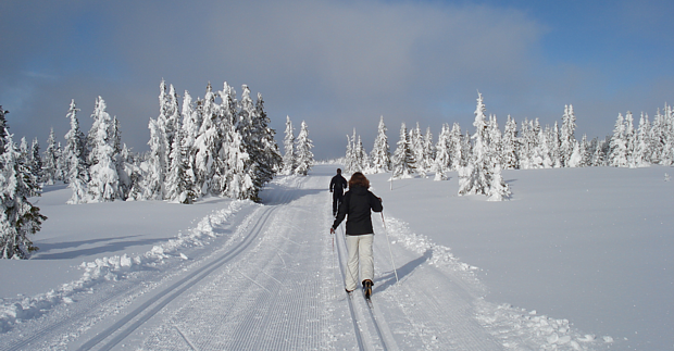 Langlauf Schnee Winter Ski