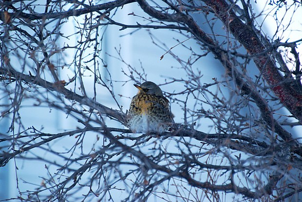 Alta Winter Vogel Tier 05