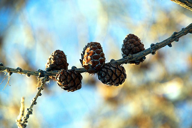 Alta Winter Zapfen Baum 04