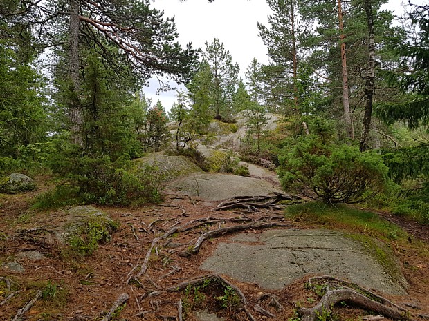 Wald Wandern Fels Berg Baum Sport Wurzel