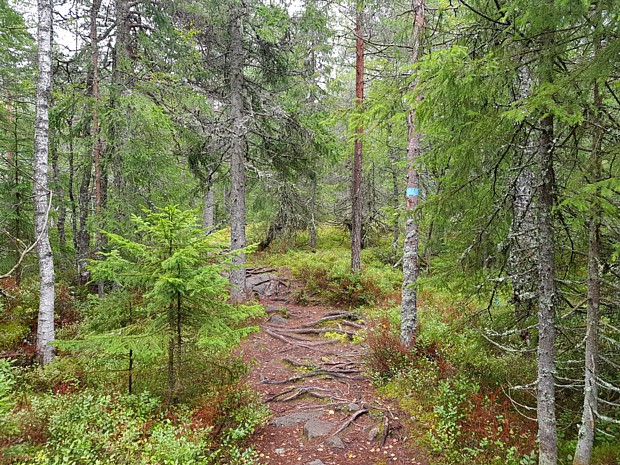 Wandern Weg Wurzel Wandern Baum Farbe